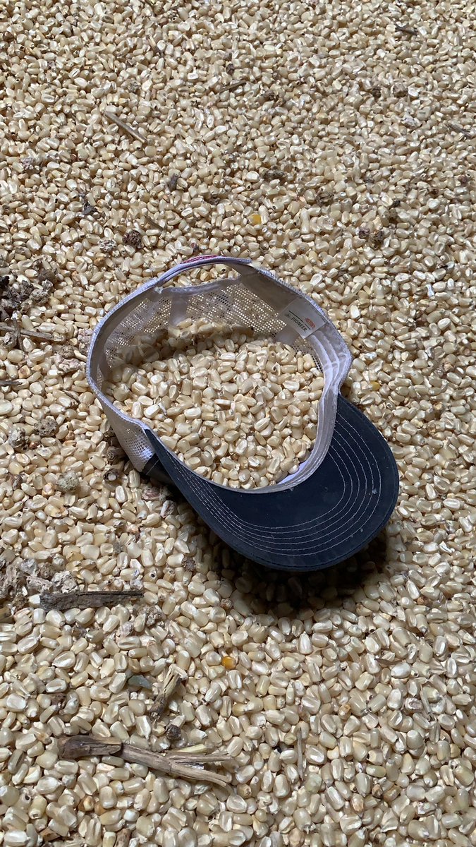 RosierDylan's tweet image. The very technical hat bucket technique. Who knew a hat could be so handy? #harvest19 #plant20
#mocorn