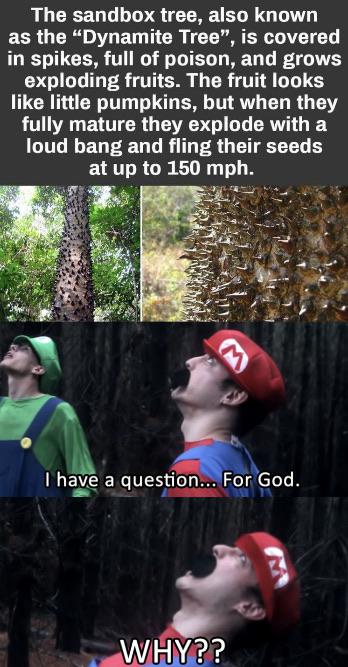 Memes For Imposters On Twitter Bing Bang Bong What The Actual Fuck Went Wrong Bing bang bong (that's a pirate song) by the wiggles. twitter