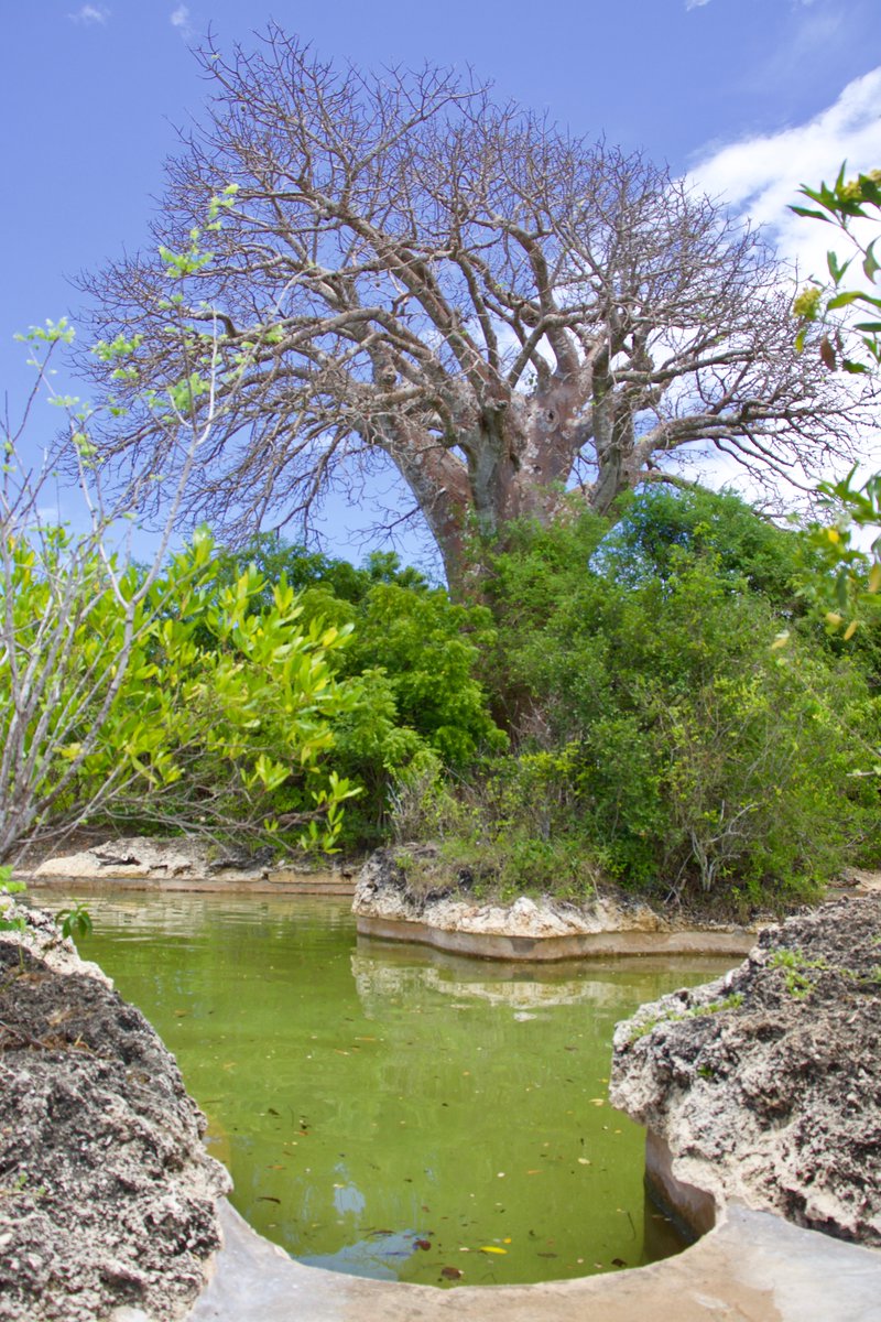ReBellAfrique's tweet photo. Where's your first destination in Kenya after lockdown?

#rebella #thelastdance #mpesa #lamu #isolation #socialdistancing #MayTheFourthBeWithYou #MayThe4th #MadagascarCure #returnoftheherbalist #islandelixir #picoftheday #lagoon #marinereserve #magicalkenya #kot https://t.co/jZi0qrL4JP