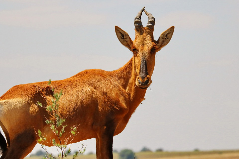 #AnimalOfTheWeek: Red Hartebeest 

Fun Fact:
Red hartebeest are pure grazers and can live without water, as long as they can take their required moisture from their food

#Wildlife #WildlifeFacts #RedHartebeest
#ExploreDiscover