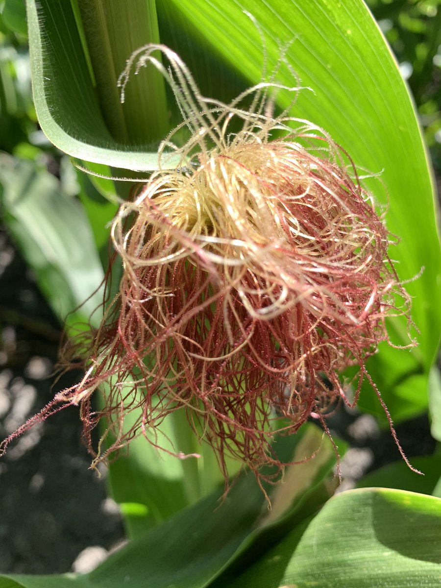 Where the magic happens 🌽                   P1847VYHR has a distinct silk color that is easy to spot in the field. It’s a standout in its class in more ways than one!