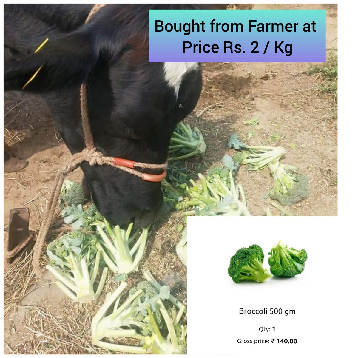 A sad photo of Farmers feeding Broccoli to cattle as the produce is fetching a price of Rs. 2-4/Kg at Kullu Himachal Pradesh. In Delhi NCR the price is reaching more than Rs. 200/Kg. And they say Agriculture is the backbone of Indian Economy. #SaveFarmers #SaveIndia