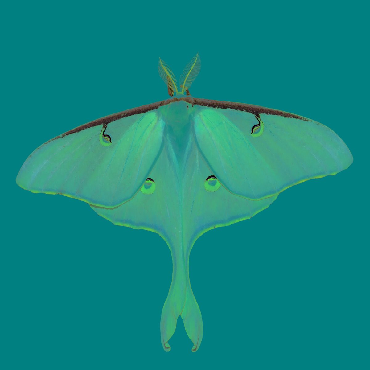 charlesbridge's tweet image. It's #BookWeek2020atHome! Kick off the week with a #BackyardScience activity from @LoreeGBurns, author of YOU'RE INVITED TO A MOTH BALL: youtu.be/c7XAvueR2w8 #kidlit #kidlitquarantine (photo by Ellen Harasimowicz)