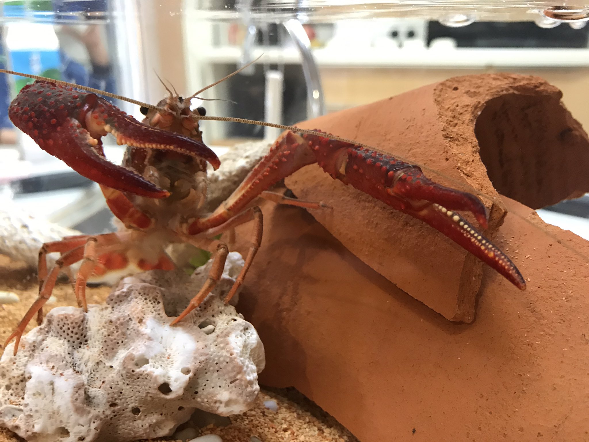 Comame Makigasuki1 水槽汚れが心配でうちも市販のザリガニのエサをずっとあげてます でも 飽きないのかな とか思って ホタルイカ ちくわ しらす 焼き魚など ほんのちょっぴりずつあげたことがあります すごくがっつくので ついついあげたくなっ