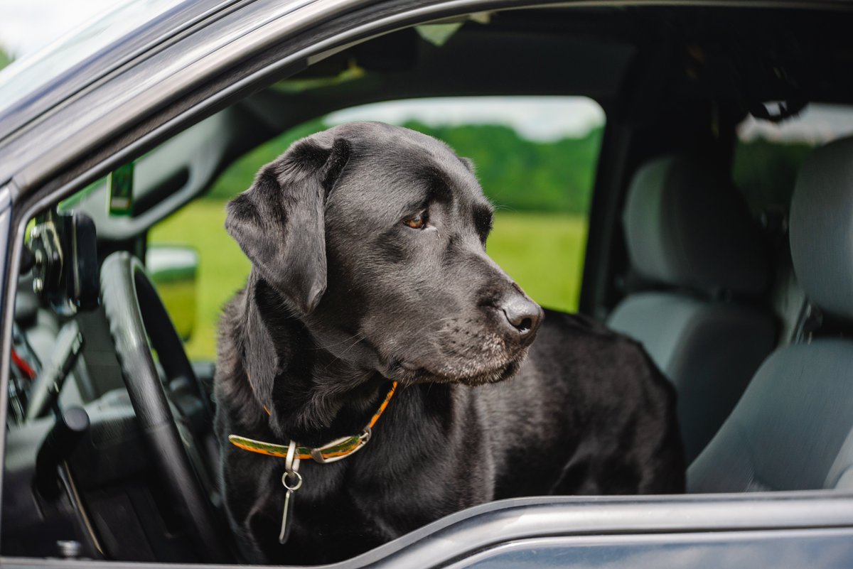 mefishwildlife's tweet photo. New Fish + Game Changers podcast episode: K9s, the ultimate coworkers! Listen now: https://t.co/vaKiZIyJXO #k9 #MaineWardenService #applepodcasts #Spotify https://t.co/9zXuRyxyMP