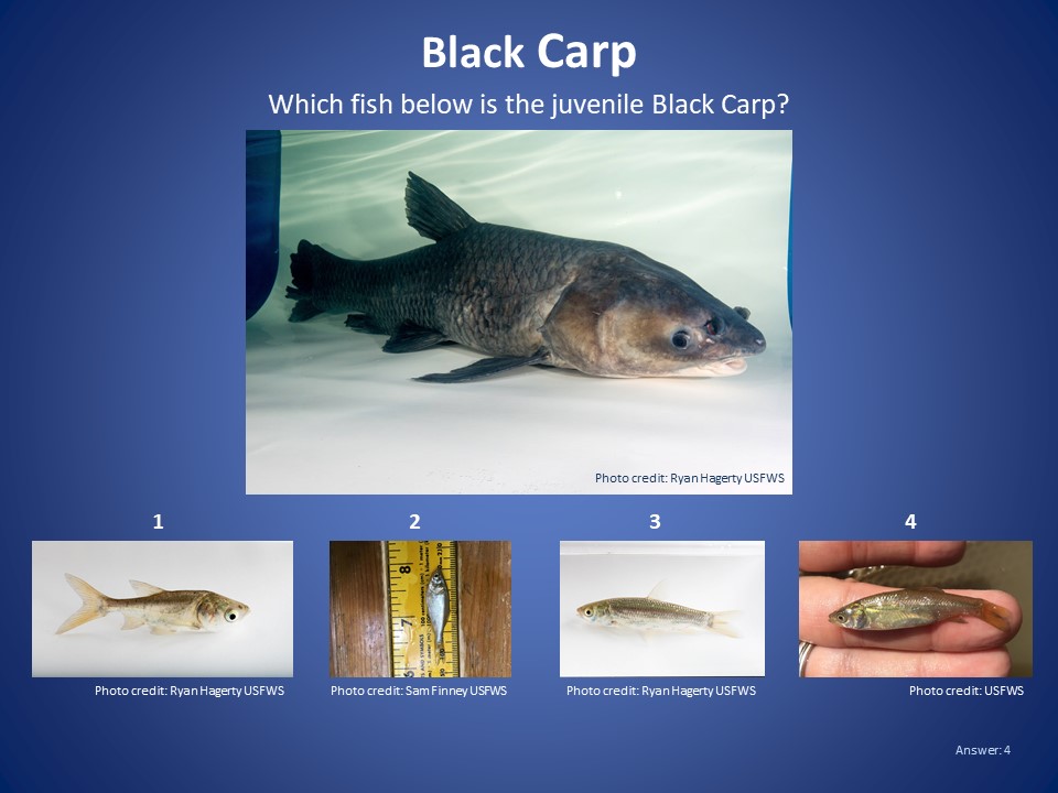 Blackcarp Twitter Search Twitter Blackcarp Twitter Search Twitter