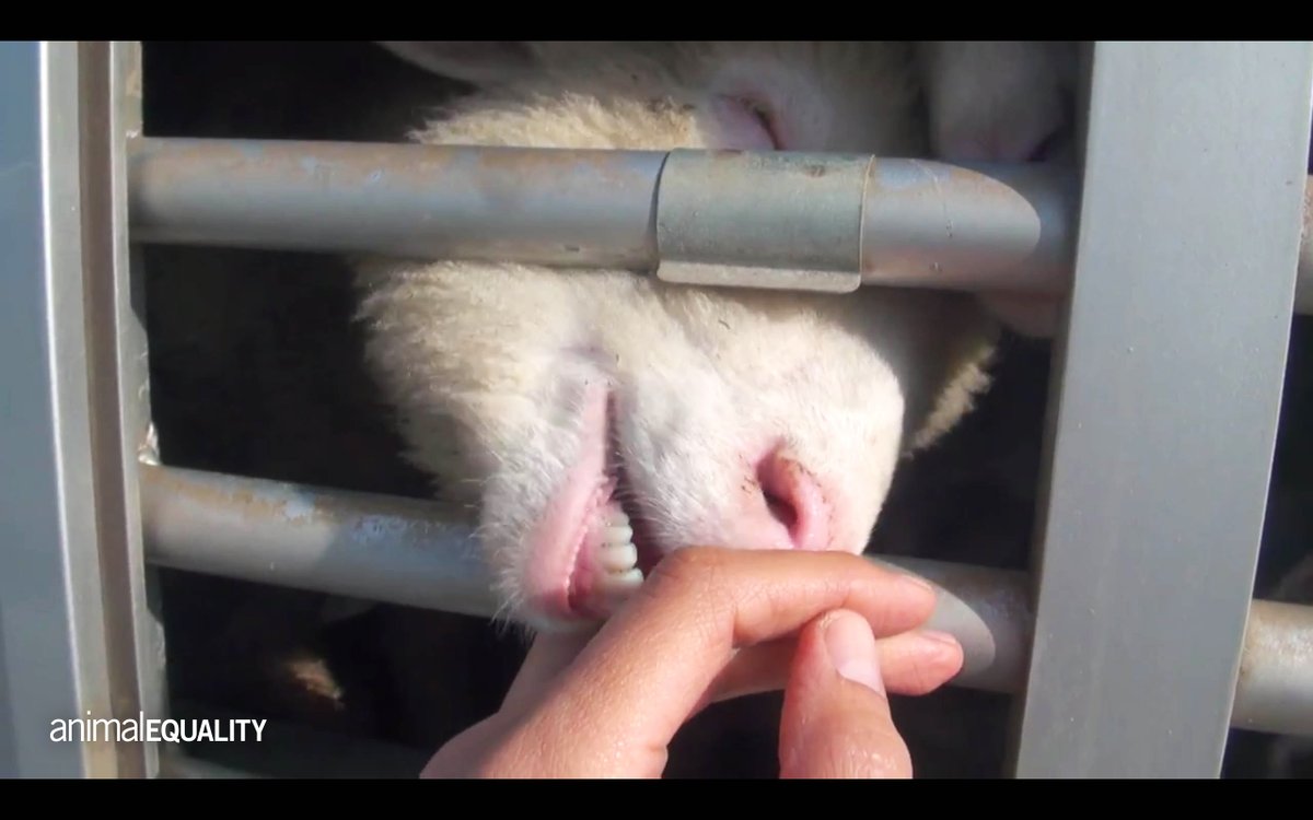 AE_Italia's tweet photo. Quando incontri gli animali sui mezzi che li trasportano capisci tutta la loro sofferenza.

Il  modo per fermare questi camion e queste navi per sempre c’è, ed è adottare una dieta 100% vegetale 🌱

#AnimalEquality https://t.co/YguDPg2PLl