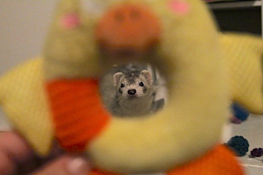 AngelCityFerret's tweet photo. Human has my toy, panic. 
——————————————— 
The Greater Los Angeles Ferret Club.
———————————————— 
#CaliforniaFerrets #ferrets https://t.co/4xk6VLs9SN