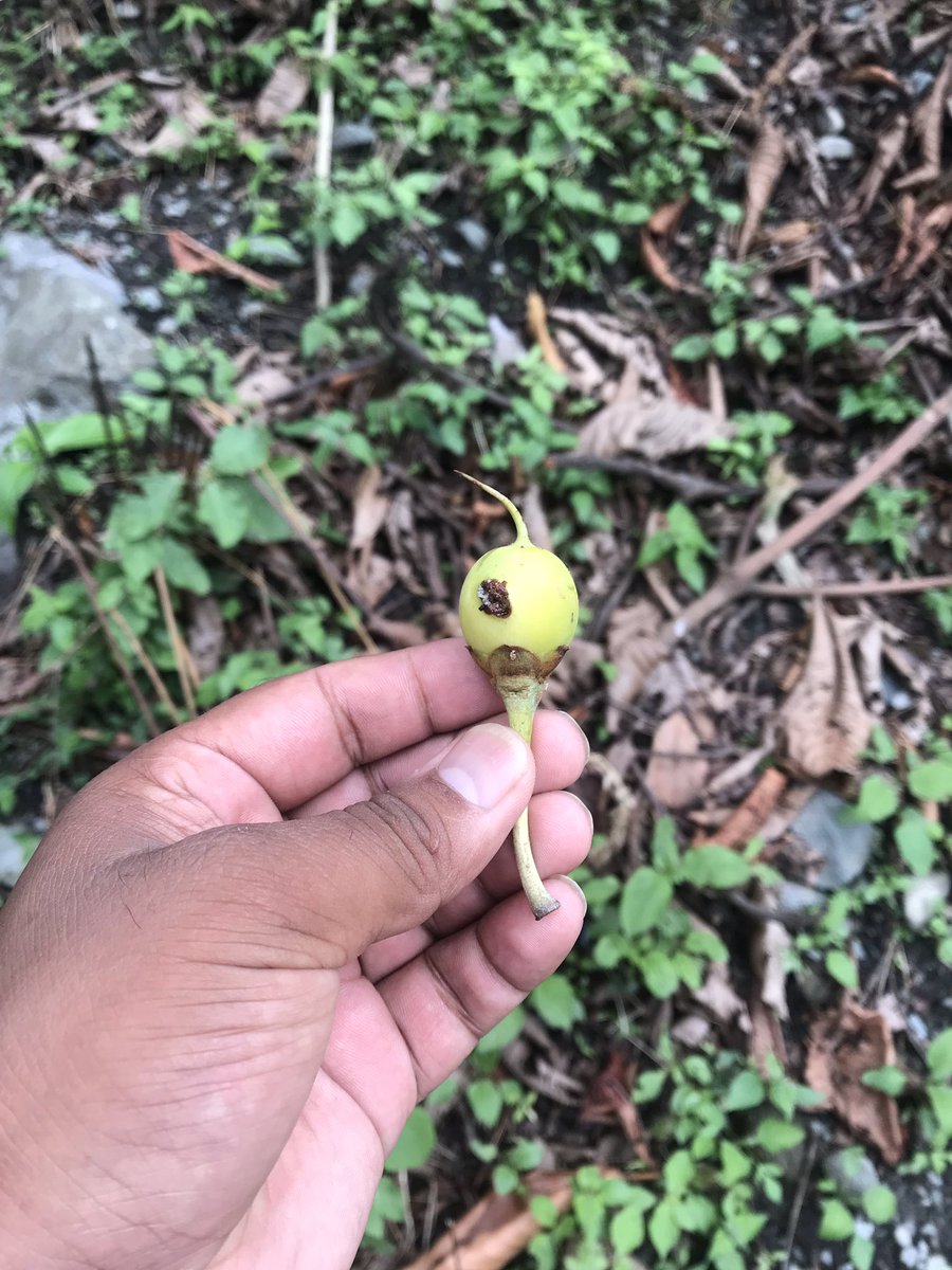 swamisubaschdr's tweet photo. Today : Hiking 🥾: Dharan - Shiva jatta !!!
It feels good to be lost in right direction and 
The purpose of our lives is to be happy.
Naman 💜🍀🙏🦋
#SWAMISUBASHCHANDRA #Hike2020 https://t.co/I9tmMJJhRc