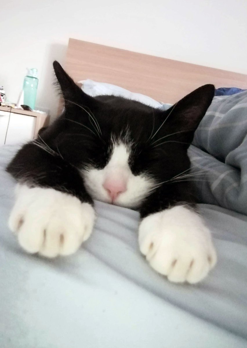 CotswoldArch's tweet image. Charlie has a new #LockdownRoutine: Up an hour before he needs to start work, meditates and checks the weather. Remembers the weather is now irrelevant, goes back to bed, wakes up an hour after he needs to start work, has a small existential crisis. Top work, Charlie #CatOfTheDay