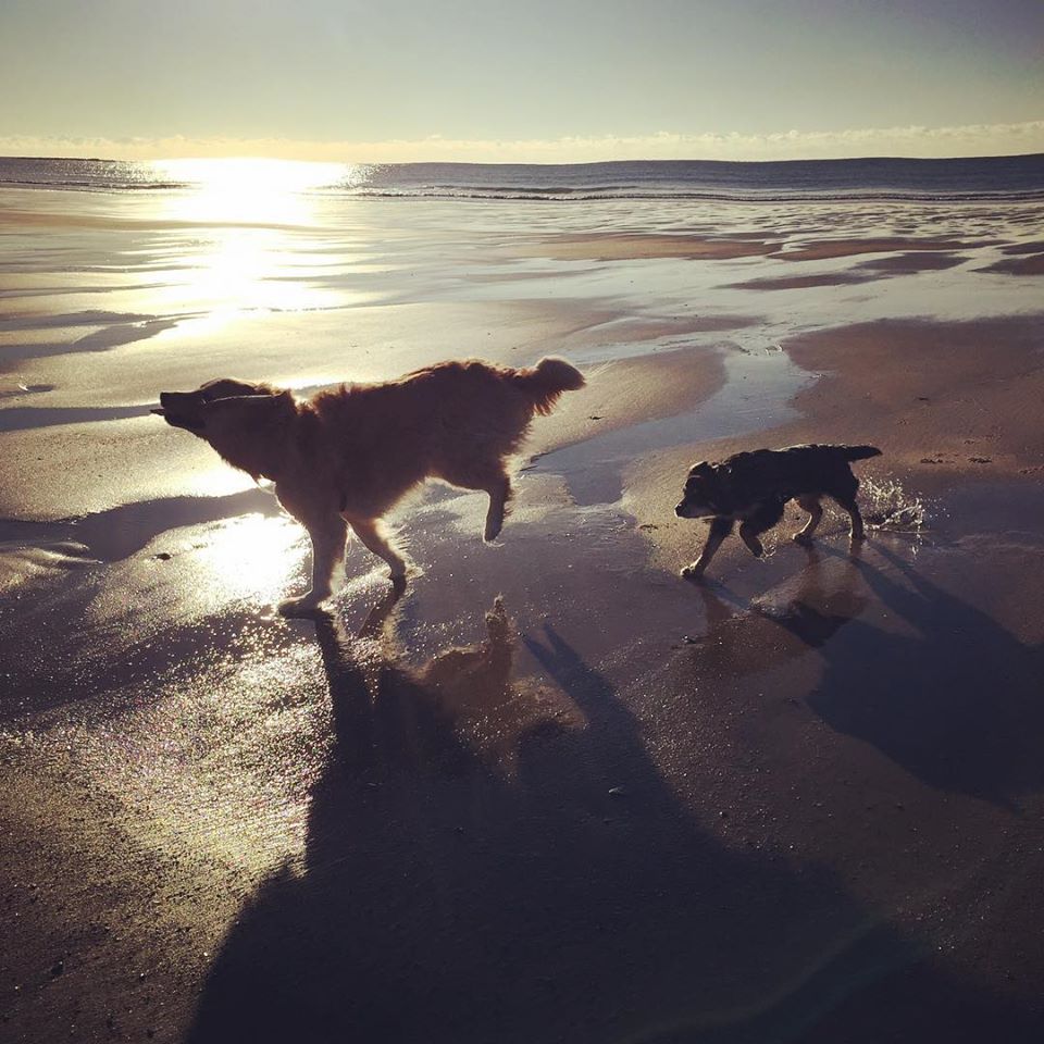 miloinmaine's tweet photo. Happy Monday! #BiddefordPool #Maine https://t.co/cMKBTwCPRd