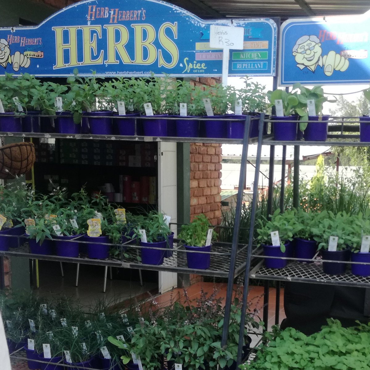 Virago231's tweet photo. Must have herbs in  your home garden.

#EnglishLavendor
#AppleMint
#Lemon
#blackpepperMint https://t.co/NLNQZSnnot