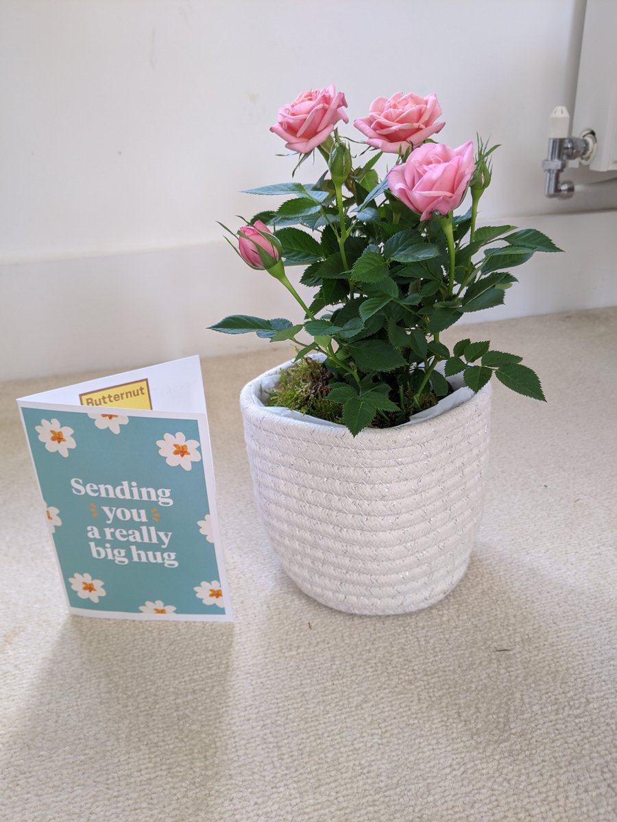 PilatesDevizes's tweet image. Sadly said goodbye to my beautiful gentle girl, Lotttie, on Friday.  Lovely but emotional surprise today from @ButternutBox so caring!