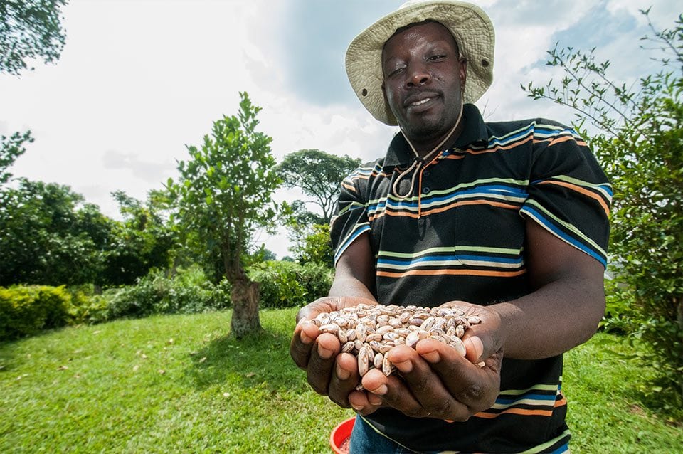 AfricanCrop's tweet photo. #FoodHeroes
Dr Stanley Nkalubo has released nine varieties of #beans — an important source of cheap protein — that are early-maturing and high-yielding. Two of these varieties are also anthracnose resistant & 3 are resistant to CABMV.
#ACCI #graduateimpact
Photo: CIAT https://t.co/lh6givyyAK