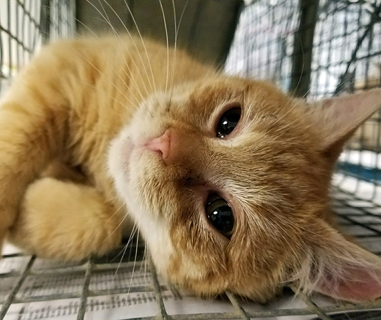 May 4-10: We’re donating a portion of sales to <a href="/nobodyscats/">Nobody's Cats</a>. Whether you love or loathe #cats, we all have a stake in this non-profit. Reducing free-roaming cats w/ #tnr prevents suffering, protects public health, reduces wildlife stress &amp; helps communities redirect resources.