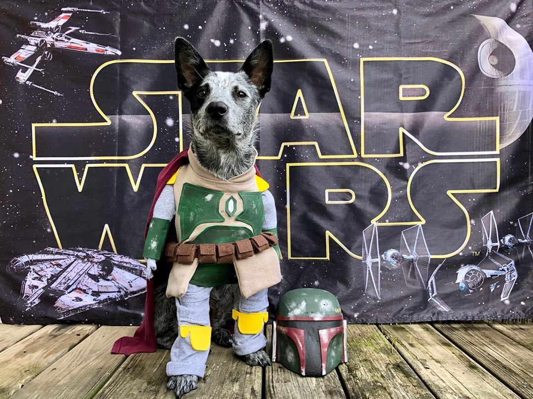 May the 4th be with you #StarWarsDay 💫
🐶: @bobatheblueheeler