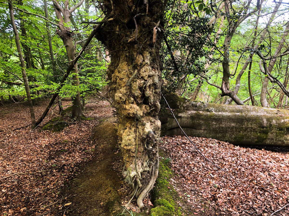 EnglishForestry's tweet photo. Largest wind blown tree In quite a long time! This beech was still alive, too #veterantree https://t.co/ybujWRodIF