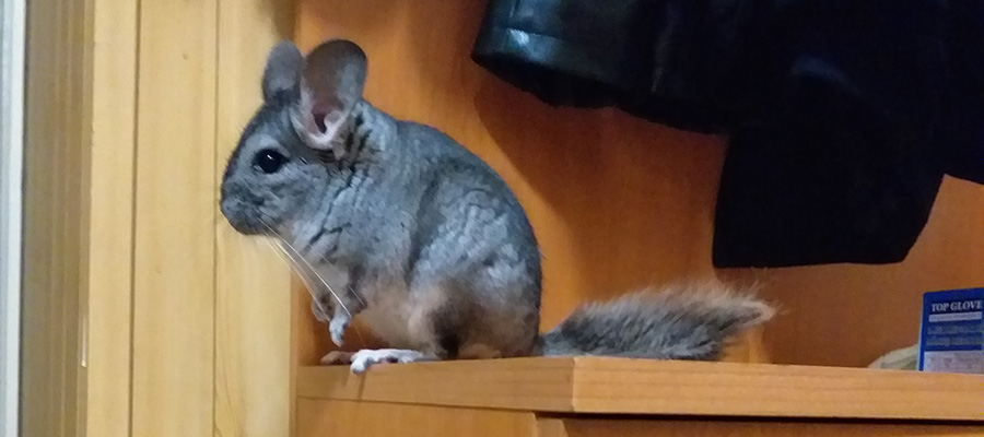 FriendsArthur's tweet photo. Chilli is a very smart chinchilla that always finds something to do. He always explores new things around the house and makes us smile.   #chilli #chinchillin #chinchilla #chinchillafun #chinchillalife #chinchillapet https://t.co/WlioGYVZ4j https://t.co/7BG51vT5gw
