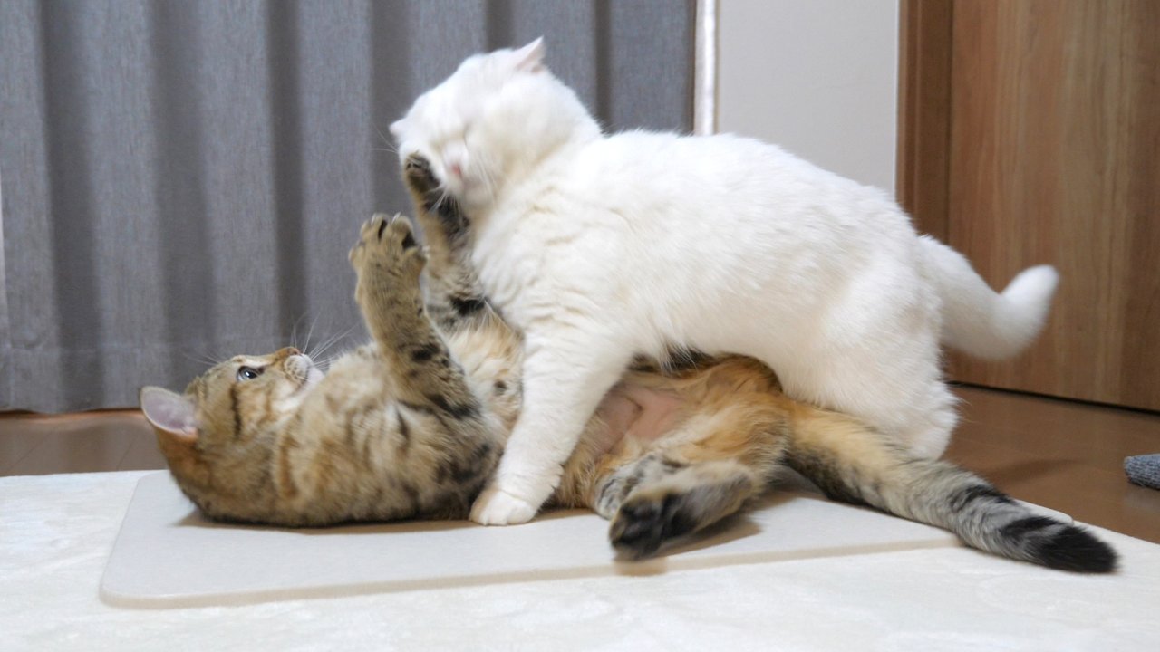 ポムさん・しまちゃんbot (@pomu_shima) / X