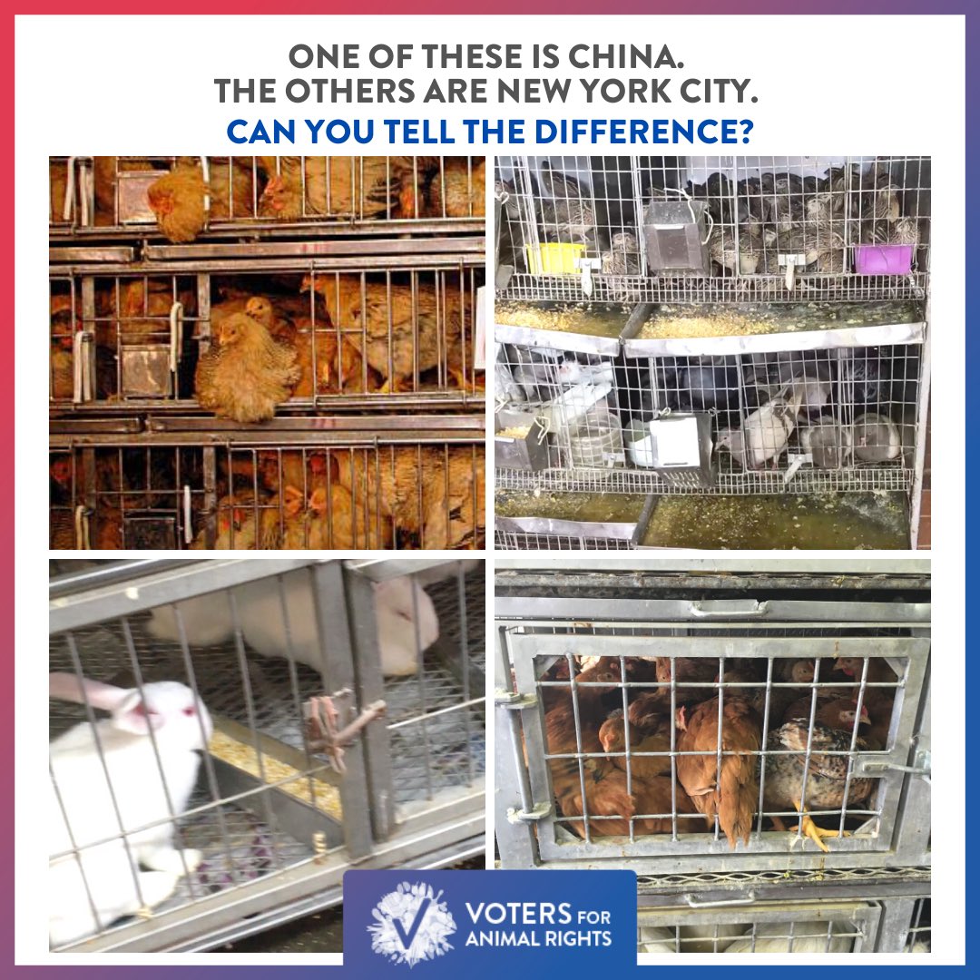 theanimalvoters's tweet image. We have over 80 live animal markets right here in NYC. They are no different than China &amp;amp; all over the world. Let’s lead by example &amp;amp; put an end to ALL live animal markets. The risk of infectious disease outbreak is too high. Join us at vfar.org #COVID19