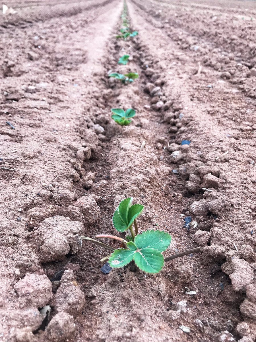 Katie Keddy tweet media