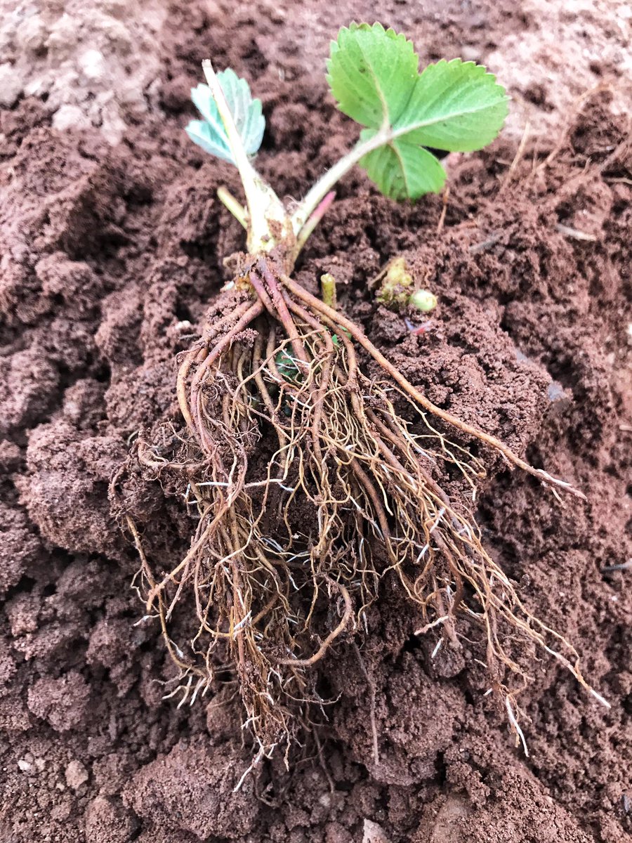 Katie Keddy tweet media