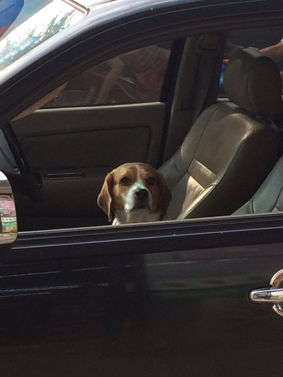 CurfewBeagle's tweet photo. #OneDayOneWordOnePicture
Today I’d like to present
da letter W
WAITING
C’mon pals let’s play together https://t.co/UdXdLdwWcr