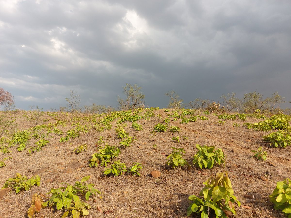 Teerath Singh baghel tweet media