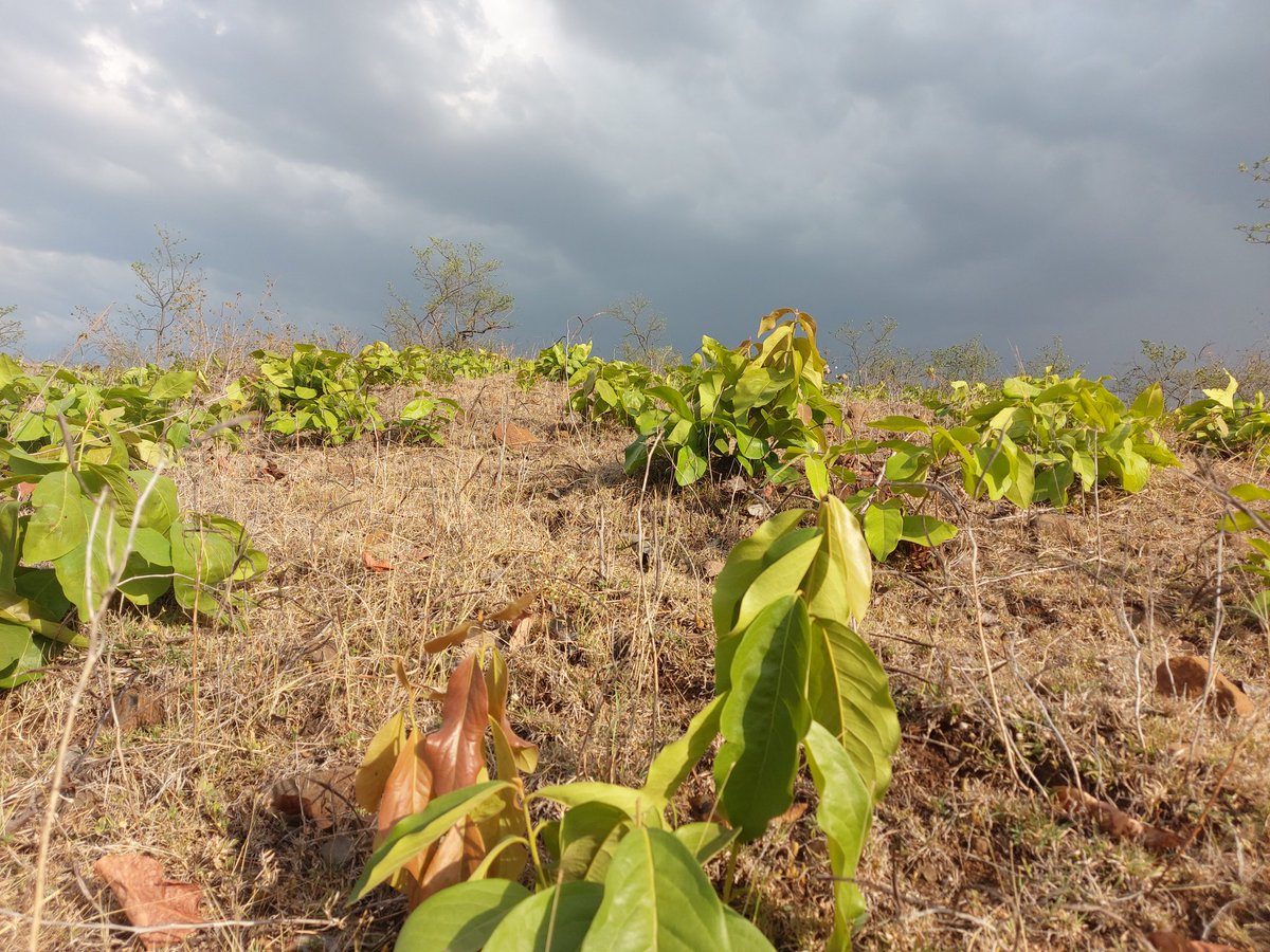 Teerath Singh baghel tweet media