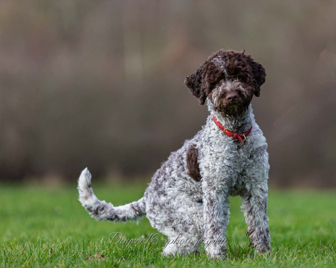 DnAeiou's tweet photo. Lagotto Romagnolo:  (Italian Lake  dog) Dography by https://t.co/sCNMtJi8VD 
#LagottoRomagnolo @LagottoRomagnol @LagottoRomagnolo #dogoftheday #onlocation #k9 #canine #pedigreedog #likedogs #lovedogs #HappyDog #companion #mansbestfriend #puppy https://t.co/k0vafC8aUq