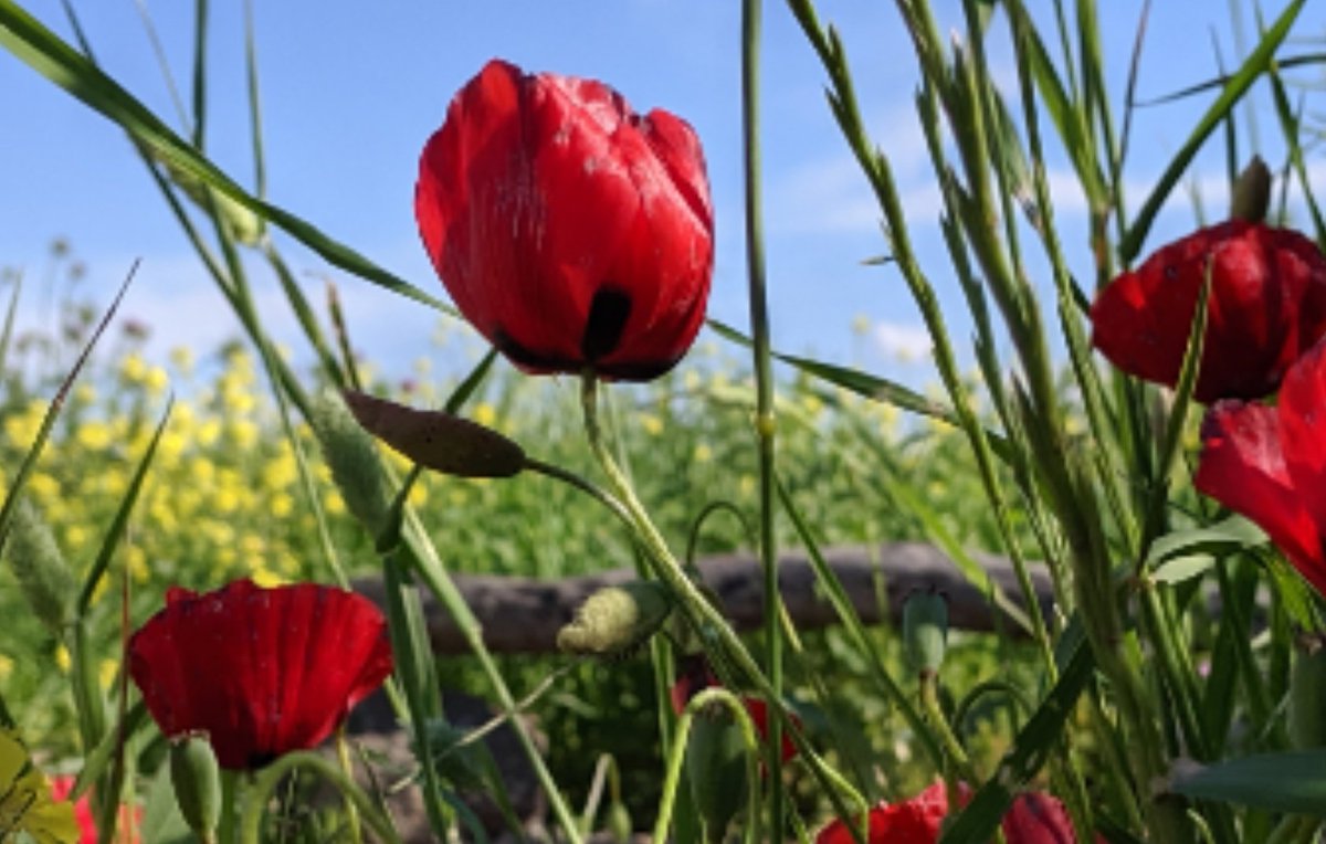 FelixDerik's tweet image. The (wild) flowers of #Rojava