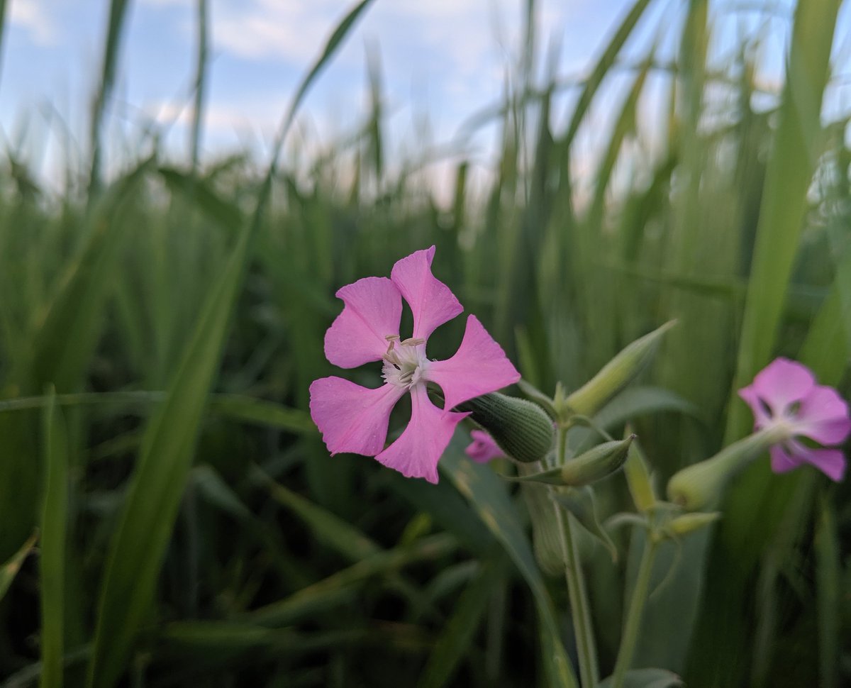 FelixDerik's tweet image. The (wild) flowers of #Rojava