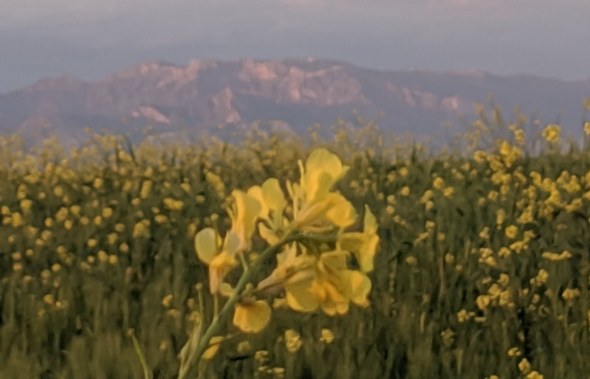 FelixDerik's tweet image. The (wild) flowers of #Rojava