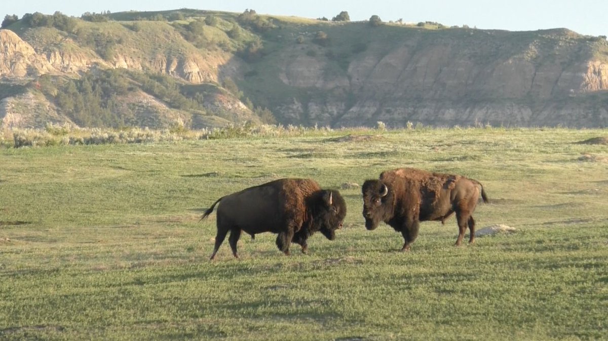 Happy Trails Hiking (@happytrailshike) on Twitter photo #MidwestMondayChat and National Travel & Tourism Week (#NTTW20)! Shout out the great destinations that you have worked with or visited in the last year!
We worked with <a href="/VisitWichita/">Visit Wichita</a> @Greater_Ottumwa and were happy to visit @CvbMedora in <a href="/NorthDakota/">North Dakota Tourism</a> Last year! #MidwestMondayChat and National Travel & Tourism Week (#NTTW20)! Shout out the great destinations that you have worked with or visited in the last year!
We worked with <a href="/VisitWichita/">Visit Wichita</a> @Greater_Ottumwa and were happy to visit @CvbMedora in <a href="/NorthDakota/">North Dakota Tourism</a> Last year!