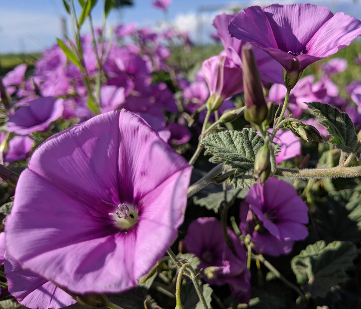 FelixDerik's tweet image. The (wild) flowers of #Rojava