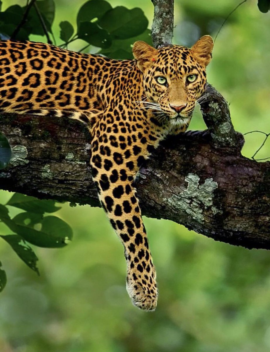 KnowExisted's tweet photo. Lounging leopard 

(✎ by redditor Southernms) 

See more wonders of the #cosmos at https://t.co/I3e7yvXEjP https://t.co/PRHbtUYqaj