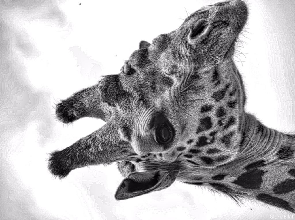 ilavuha's tweet photo. BnW @kenyapics https://t.co/ryXkt4yU5b