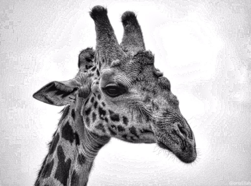 ilavuha's tweet photo. BnW @kenyapics https://t.co/ryXkt4yU5b