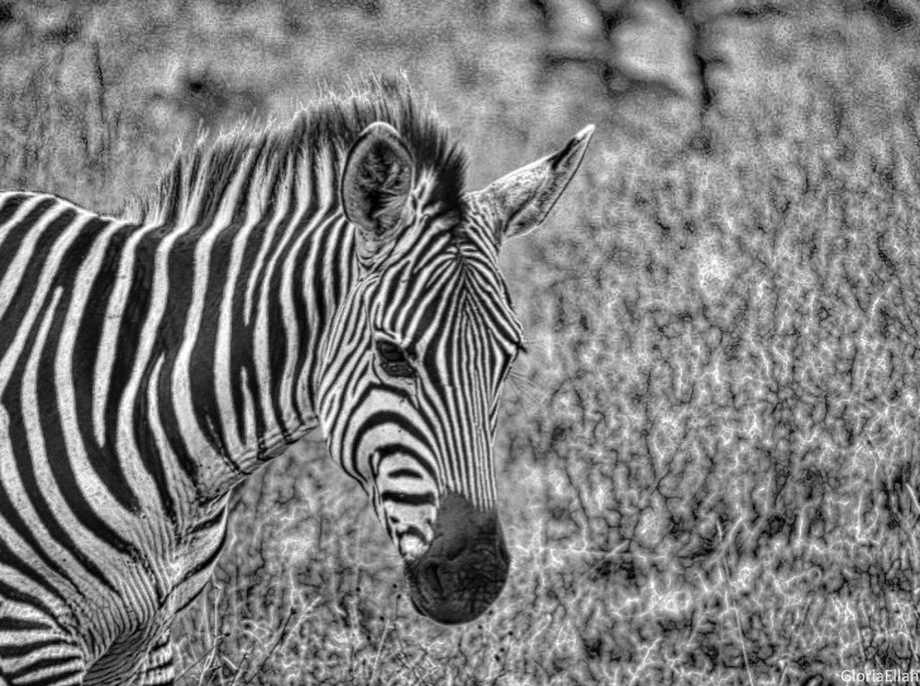 ilavuha's tweet photo. BnW @kenyapics https://t.co/ryXkt4yU5b