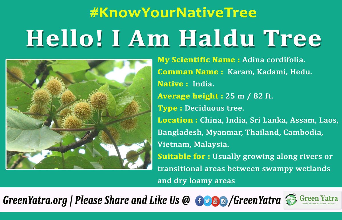 IamTreepathi's tweet photo. #KnowYourNativeTree

Good tree to plant in wetland, marshy land and water logging areas. 

#HalduTree https://t.co/AcPAgxmd2D