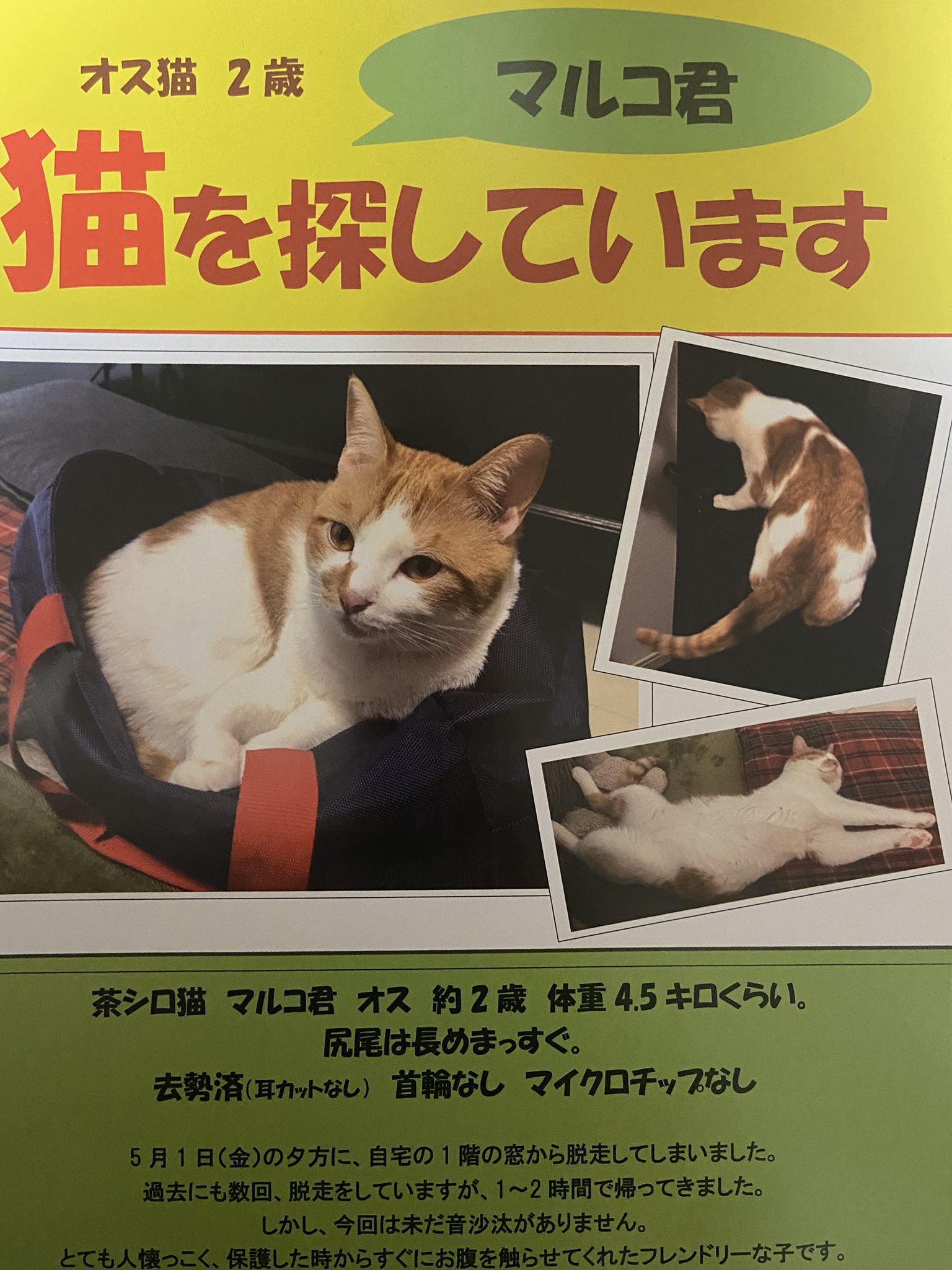 Riezo N 脱走猫マルコ チラシができたので150枚配布してきました みなさん 優しいお言葉をくれました うちはメスで11日かかったから オスなら30日以内に帰るよと優しいおばあちゃん 僕も猫好きだからってドラッグストアの店長 ありがとう 早く帰っ