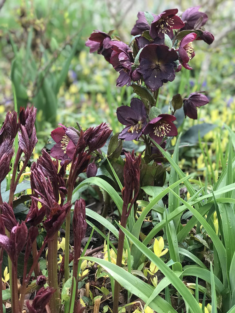 Taking in the textural contrast of daylily leaves between the emerging peony foliage &amp; the long lasting blooms of Helleborus ‘HGC Ice ‘n’ Roses Red’. Also noticed the golden stamens of the blooms echoed in the new growth of Vinca ‘24 Carat’. An unplanned look at that moment.