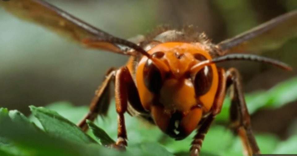 gcraige's tweet photo. Murder Hornets have arrived in America. 👀 2020 ain’t playing with us! So glad we have Mark 16:18 power! #repent #turnfromsin #forgive #loveoneanother #wewin 💪🏽 https://t.co/ViCcBBgqDF