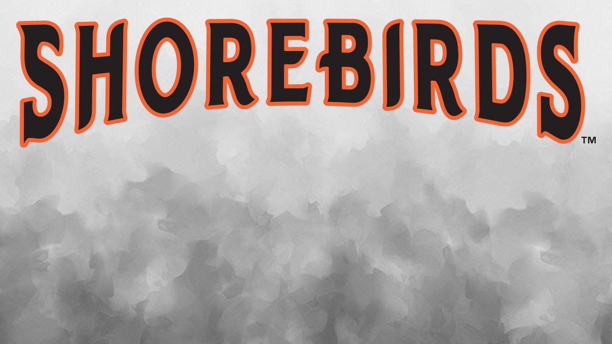 shorebirds tweet picture