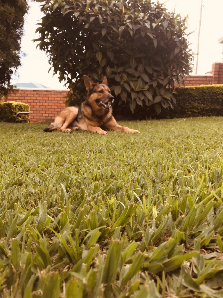 ivan_muhizi's tweet photo. #simba https://t.co/8rSHf0Y9H9