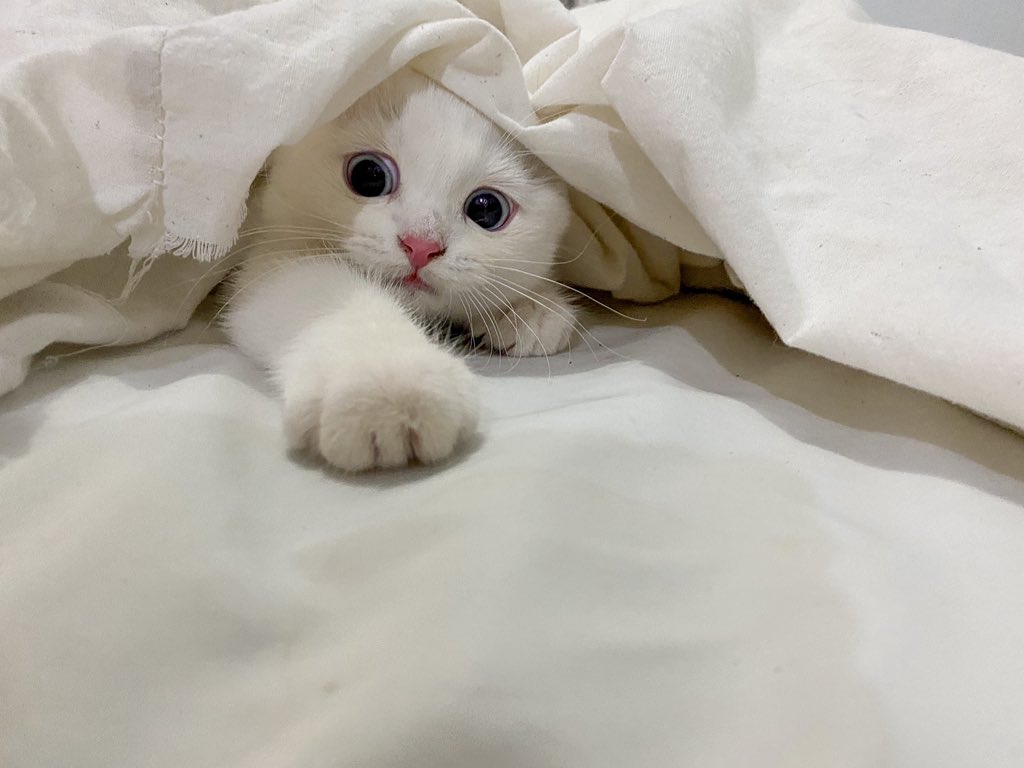 ૮꒰˵• ﻌ •˵꒱ა tweet media