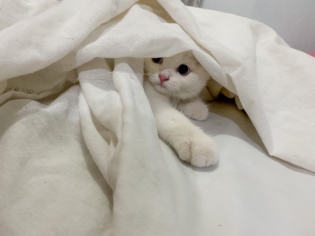 ૮꒰˵• ﻌ •˵꒱ა tweet media