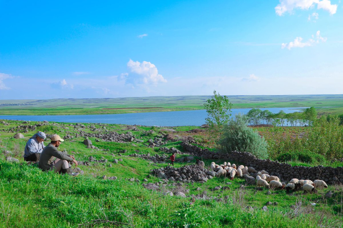 AzadiRojava's tweet image. The serenity of Rojava in spring, beautifully captured by photographer Orhan Qereman near Dêrik's Carûdiyê village