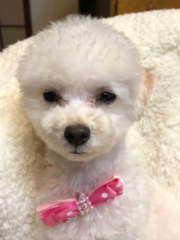 40Lm's tweet photo. ジャム今日はトリミングに行って来たよ。お耳サッパリ短くカット✨ https://t.co/KcXnUNIgDH