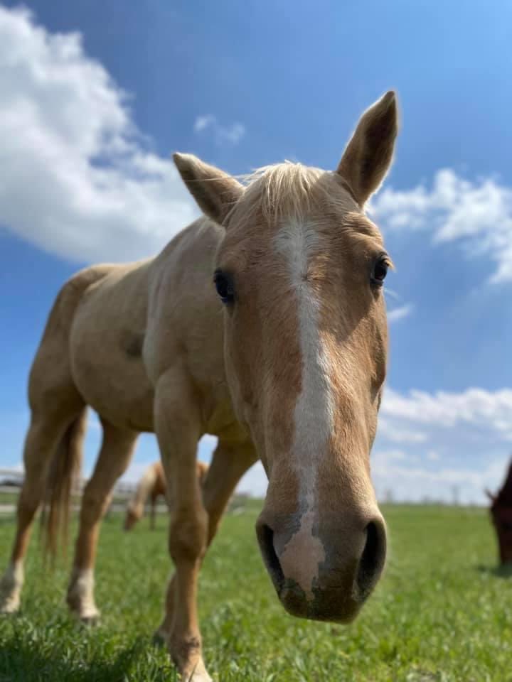 HorsesInOurHand's tweet photo. Zenaβ€οΈ
Gorgeous palomino dumped at auction because she bucked off a rider.
Saved by Believe Ranch and Rescue & now getting all the love & training she needs to be an amazing riding horse & faithful companion.
#endhorseslaughter #yes2safe #horsesinourhands #iohaf #rescuehorse https://t.co/epwipmH3vN